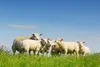 Bettdecke Polydaun LOTTA – 4-Jahreszeiten – Wolle-Füllung – Produktbild-Vorschau 5
