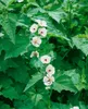 Althaea officinalis, Eibisch, ca. 9x9 cm Topf, heilkräftig Produktbild-Vorschau 3