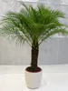[Palmenlager] - XL Phoenix roebelenii Zwerg-Dattelpalme 160 Produktbild-Vorschau 2