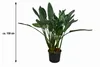 Strelitzia reginae, známa ako rastlina paradízového vtáka, Náhľad obrázku produktu 5