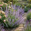 Bloomique - Lot de 6 - Nepeta faassenii - Cataire - Voir les images du produit 5