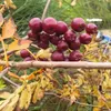 A close-up of a cluster of red berries on a branch with yellowing leaves. Náhled obrázku produktu