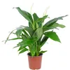 Monocarpus 4-8 fiori/boccioli - vera pianta d'appartamento, Anteprima dell’immagine prodotto 2