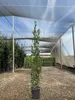 Sunny Tree - Laurus Nobilis Echter Lorbeer Strauch, Produktbild-Vorschau 2