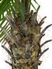 EUROPALMS Palma Phoenix luxor, pianta artificiale, 300cm Anteprima dell’immagine prodotto 5