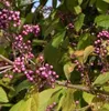 Liebesperlenstrauch Profusion - Schönfrucht - Callicarpa Produktbild-Vorschau 2
