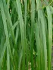Spartina pectinata 'Aureomarginata', Goldrandgras, ca. 9x9 Produktbild-Vorschau 3