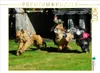 CALVENDO Puzzle Afghanischer Windhund - am Start | 1000 Produktbild-Vorschau 2