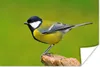 MuchoWow® Poster Vogel - Kohlmeise - Tiere - Grün 180x120 Produktbild-Vorschau 1