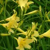 6 x hémérocalles précoces - Hemerocallis lilioasphodelus | Voir les images du produit 2