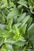Origanum vulgare 'Aureum', Goldmajoran, aromatisch, ca. 9x9 Produktbild-Vorschau 4