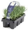 6 Pflanzen Lavandula angustifolia Staude Lavendel Produktbild-Vorschau 2