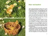 Wachteln im Garten Produktbild-Vorschau 7