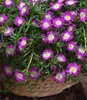 BALDUR Garten 3x Winterharte Eisblume Violett Wonder, Produktbild-Vorschau 2