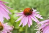 Echinacea purpurea 'Magnus', Sonnenhut, rosa, ca. 9x9 cm Produktbild-Vorschau 1
