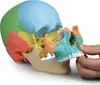 Erler Zimmer Skelettmodell "Osteopathie-Schädelmodell", Produktbild-Vorschau 3