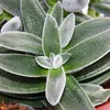 Crassula "Tarantula" - Dickblatt "Tarántula" - fácil de Vista previa de la imagen del producto 2