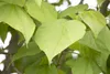 Catalpa bignonioides, Trompetenbaum, 40–60 cm, ca. 12 cm Produktbild-Vorschau 9