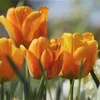 Blumenzwiebelmischung - 125 Stk - Tulipa, Anem. Narcis. Produktbild-Vorschau 4