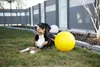 Kerbl 82274, Hund, Kugellager, Gelb, Kunststoff, Abholen, Produktbild-Vorschau 2
