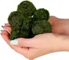 Eco Plant Marimo Ball Moss - gałęzatka 4 - 5cm Eco Plant Podgląd zdjęcia produktu 9