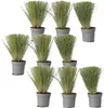 Federgras - 9 Stk - Stipa tenuifolia 'Pony Tails' - Höhe Produktbild-Vorschau 1