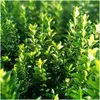 Plants by Frank | 48 Plantes de fusain du Japon | Euonymus Voir les images du produit 3