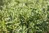 Sanddorn Sirola 60-100 cm, im Topf - Hippophae rhamnoides Produktbild-Vorschau 1