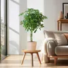 Schefflera Arboricola Nora - Brezová figovník - Izbová Náhľad obrázku produktu 3