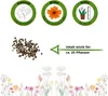 Wiesen-Schlüsselblume Samen - Primula veris - Produktbild-Vorschau 2