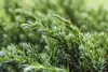 Juniperus squamata 'Blue Carpet', Blauer Teppichwacholder, Produktbild-Vorschau 8