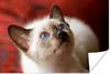 MuchoWow® Poster Junge Siamkatze schaut auf 60x40 cm - Produktbild-Vorschau 1