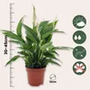 Friedenslilie - Einblatt - 2 Stk - Spathiphyllum Torelli - Produktbild-Vorschau 2