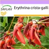 SAFLAX - Karibský korálový keř - Erythrina crista-galli - 6 Náhled obrázku produktu 9