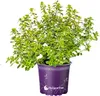 Zitronen Thymian   Thymus citriodorus Produktbild-Vorschau 1