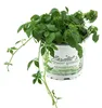 Enseleits Jiaogulan Pflanze Gynostemma pentaphyllum Produktbild-Vorschau 1