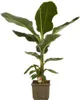 Musa Dwarf cavendish - Zwerg-Essbanane 40 cm Zimmerpflanze Produktbild-Vorschau 1