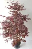 Roter Fächerahorn 170–180 cm | Acer palmatum Atropurpureum Produktbild-Vorschau 1