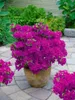 Rhododendron obtusum 'Purpurtraum', Azalee, purpur, 15–20 Produktbild-Vorschau 4