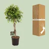 Fíkovník - Ficus Benjamina Exotica - Ø27cm - Ø120cm - Velká Náhled obrázku produktu 3