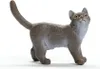 Schleich Farm World Britische Kurzhaar Katze   13973 Produktbild-Vorschau 7