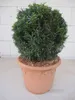 Taxus baccata Kugel - Eibenkugel - 25-30 Produktbild-Vorschau 1