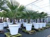 XXL Palme winterhart inkl. Pflanzkübel weiß, 180 - 220 cm Produktbild-Vorschau 4