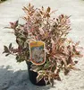 Weigela flor. 'Monet'® ('verweig'®) - Zwerg-Weigelie Monet Produktbild-Vorschau 1