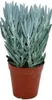 Senecio Aquarine 15cm kvetiná? Náhľad obrázku produktu 1
