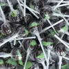 Küfa Lolly Cola palla lecca lecca al gusto di cola 100 Anteprima dell’immagine prodotto 10