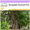 SAFLAX - Bengalski Dusiciel Ryc - 20 Nasiona - Ficus Podgląd zdjęcia produktu 10