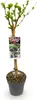 GreenboutiQ - Gartenpflanze - Hibiscus syriacus Tricolour - Produktbild-Vorschau 2