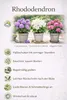 Set da 3 rododendri / rosa alpina – Viola, rosa e bianco – Anteprima dell’immagine prodotto 3