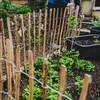 A person is tending to a garden behind a rustic wooden fence. Voir les images du produit